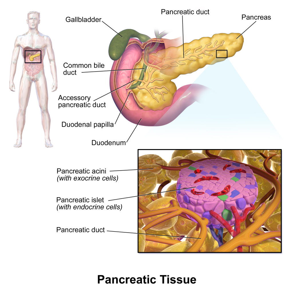 5-warning-signs-your-pancreas-is-in-trouble-geelong-medical-health