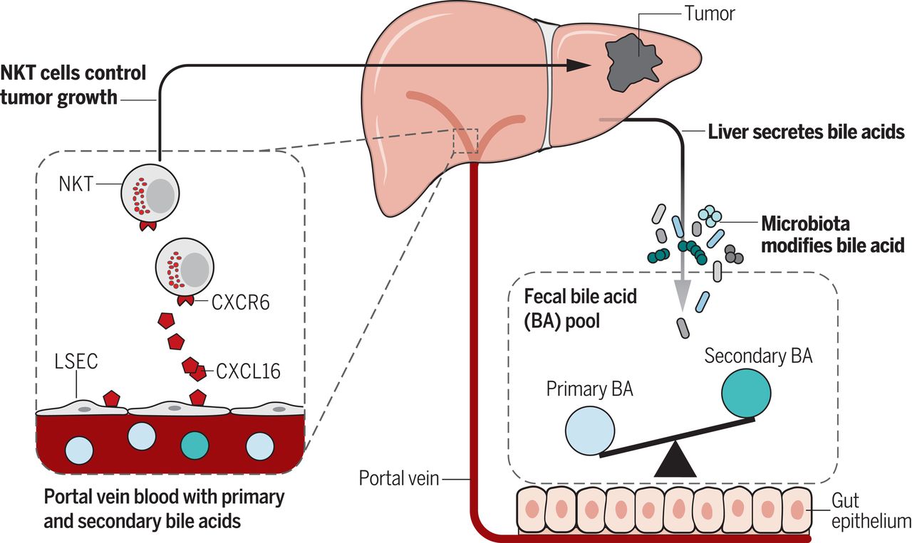 Bile Acids: Their Role In Gut Health Beyond Fat Digestion | Clinical ...